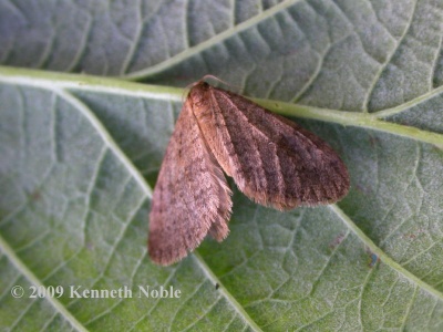 winter moth (Operophtera brumata) Kenneth Noble